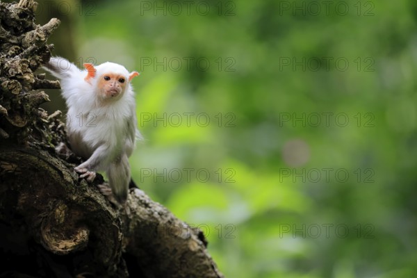 Silver marmoset (Mico argentatus, Syn.: Callithrix argentata), silver marmoset, adult, on tree trunk, foraging, sitting, alert, South America