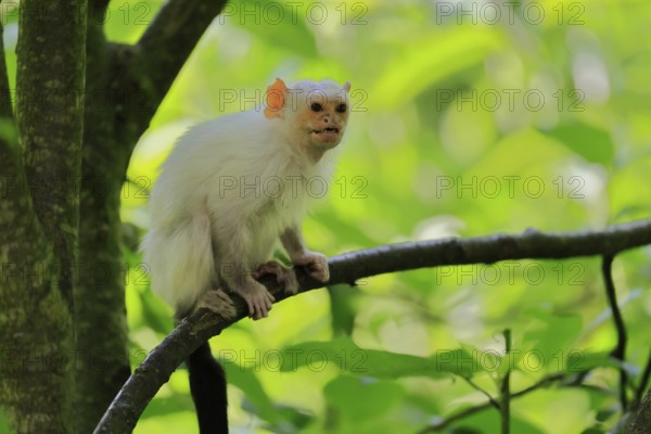 Silver marmoset (Mico argentatus, Syn.: Callithrix argentata), silver marmoset, adult, sitting on tree, alert, South America