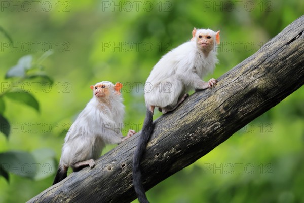 Silver marmoset (Mico argentatus, Syn.: Callithrix argentata), silver marmoset, adult, pair, on tree trunk, alert, South America