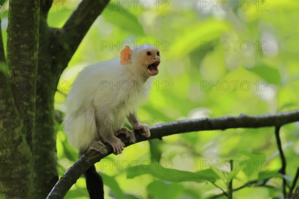 Silver marmoset (Mico argentatus, Syn.: Callithrix argentata), silver marmoset, adult, on tree, calling, sitting, South America