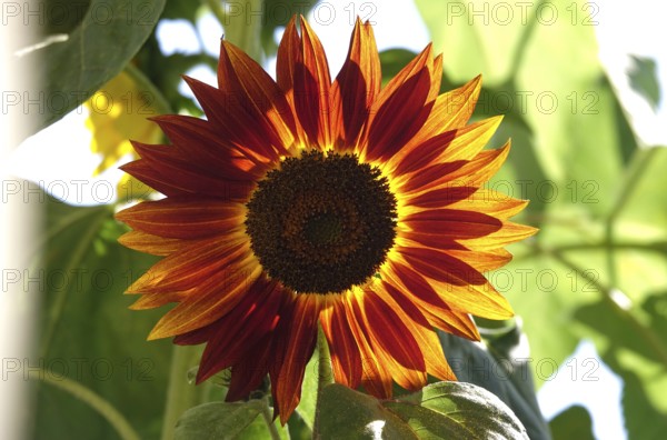 Sunflower, Summer, Germany