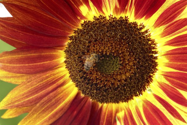 Sunflower with bee, summer, Germany