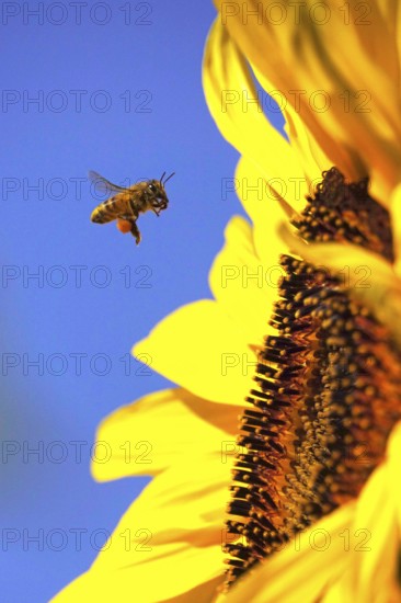 Sunflower with bee, summer, Germany