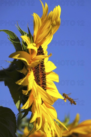 Sunflower with bees, summer, Germany