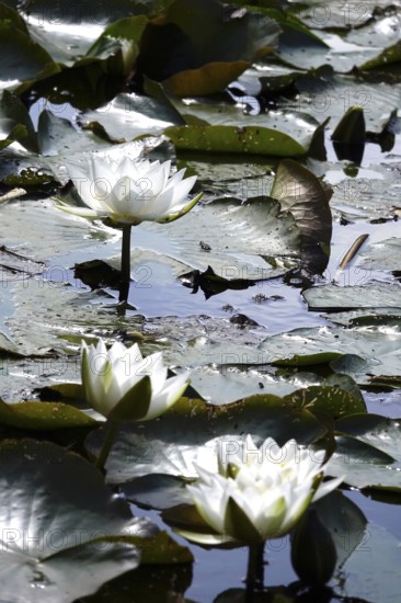 Water lilies, summer, Germany
