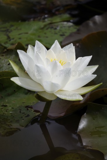 Water lily, summer, Germany