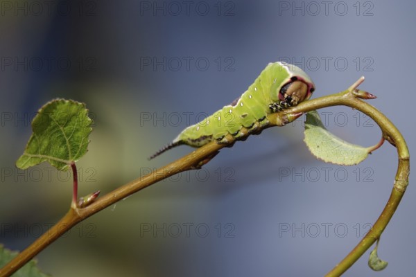 Puss moth caterpillar, summer, Germany