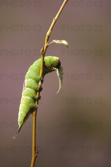 Puss moth caterpillar, summer, Germany
