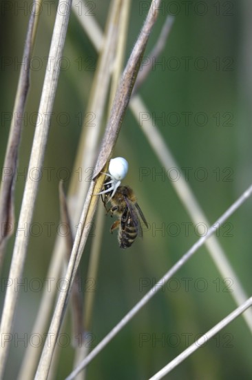 Crab spider, summer, Germany