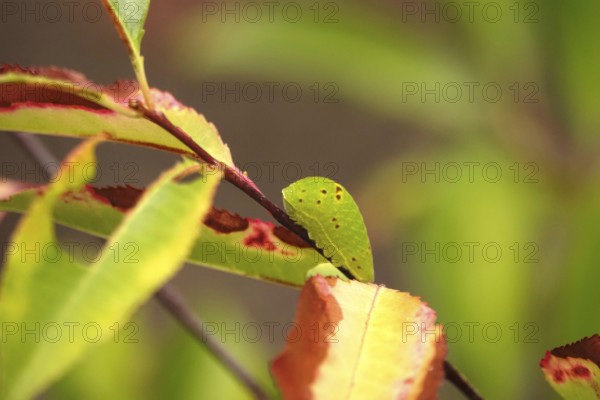 Caterpillar of the sail butterfly, summer, Germany