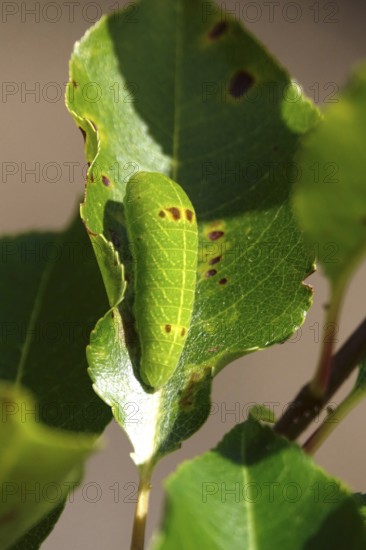 Caterpillar of the sail butterfly, summer, Germany
