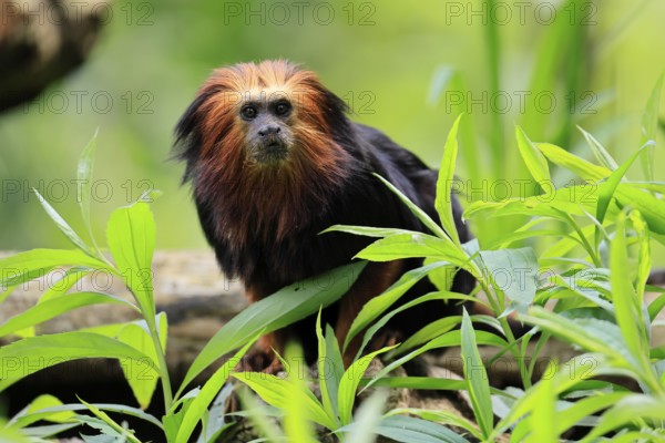 Golden-headed lion tamarin (Leontopithecus chrysomelas), adult, on tree, alert, captive, South America