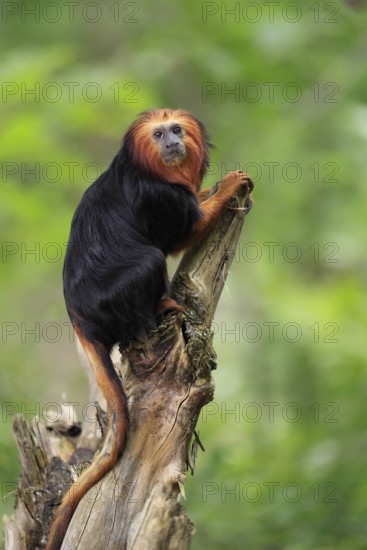 Golden-headed lion tamarin (Leontopithecus chrysomelas), adult, on tree trunk, vigilant, captive, South America