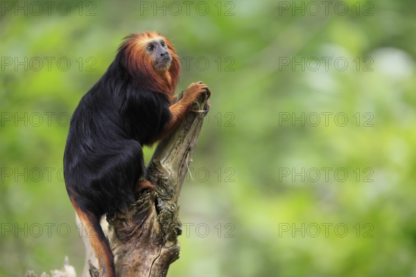 Golden-headed lion tamarin (Leontopithecus chrysomelas), adult, on tree trunk, vigilant, captive, South America