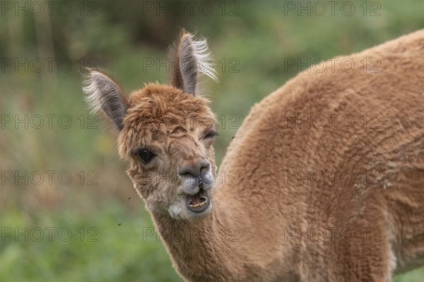 A guanaco stands in a lush green pasture, showing off its striking fur and curious expression. The animal grazes peacefully under a clear sky during the day
