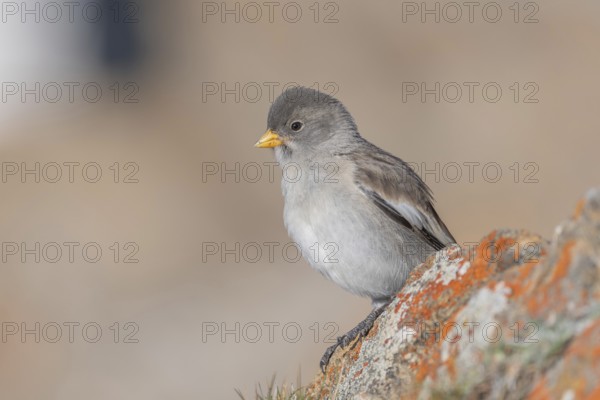 A young white snowfinch (Montifringilla nivalis) with grey feathers and a bright orange beak sits on a rocky surface. The light-coloured background suggests a calm, natural mountain world. The day appears calm and clear. Zermatt, Valais, Alps, Switzerland
