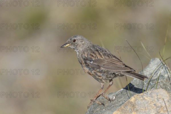 An Alpine Accentor (Prunella collaris) stands on a rocky surface beneath clear ski slopes. Its feathers blend in with its surroundings and show off its natural camouflage in a quiet outdoor habitat
