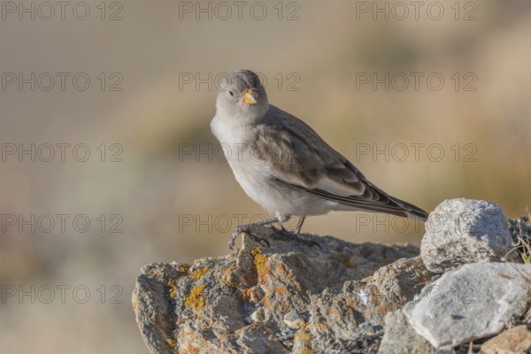 A young white snowfinch (Montifringilla nivalis) searches for food between rocks and grass. The sunlight illuminates the scene and highlights the bird's feathers as it searches for insects or seeds. Zermatt, Valais, Alps, Swiss