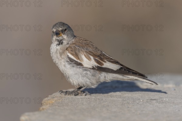 A white snowfinch (Montifringilla nivalis) stands on a rocky surface and displays its striking plumage. The scene captures the essence of winter and emphasises the bird's natural behaviour in a cold environment. Zermatt, Valais, Alps, Swiss