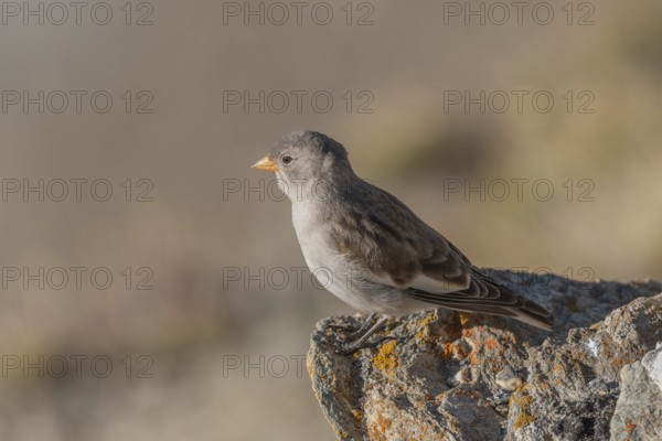 A young white snowfinch (Montifringilla nivalis) searches for food between rocks and grass. The sunlight illuminates the scene and highlights the bird's feathers as it searches for insects or seeds. Zermatt, Valais, Alps, Switzerland