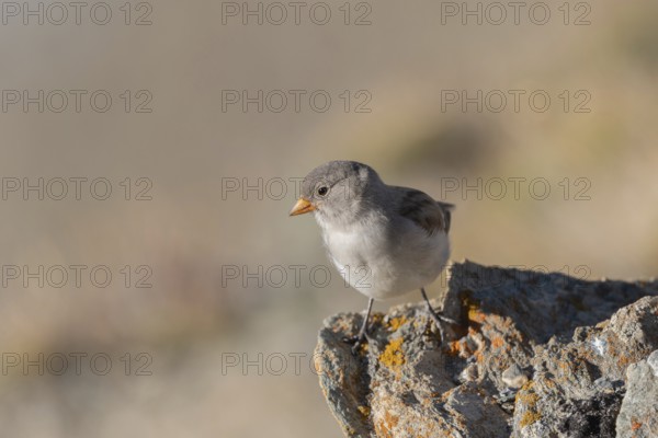 A young white snowfinch (Montifringilla nivalis) sits on a rough rock surrounded by a blurred natural backdrop under bright daylight. Its plumage shows soft shades of grey with a hint of colour on its beak. Zermatt, Valais, Alps, Swiss