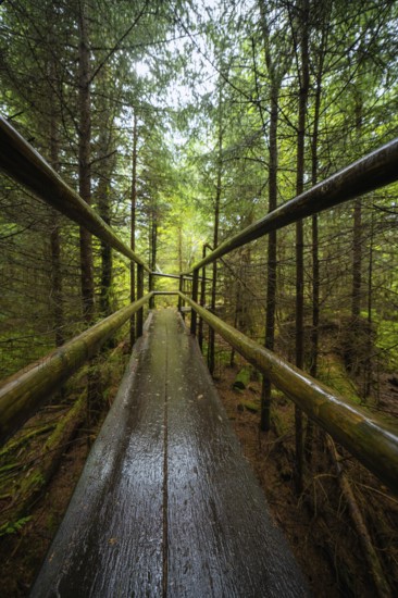 A narrow wooden path with railings runs through the green forest, Lotharpfad, Black Forest, Germany