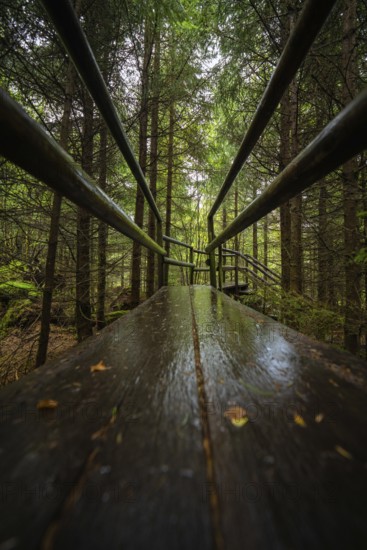 A narrow, wet wooden path leads through a dense forest, Lotharpfad, Black Forest, Germany