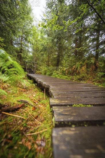 Close-up of a wooden path leading through a green forest, Lotharpfad, Black Forest, Germany
