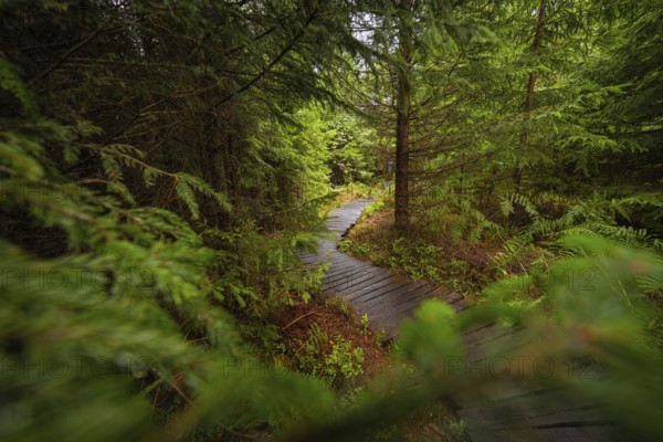 A gently curving wooden path leads through a green, peaceful forest, Lotharpfad, Black Forest, Germany