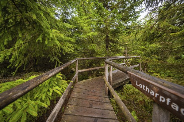 A wooden path with a name sign winds its way through dense, green forest, Lotharpfad, Black Forest, Germany