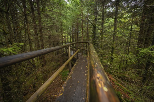 A wooden path with railings leads through the green forest landscape, Lotharpfad, Black Forest, Germany