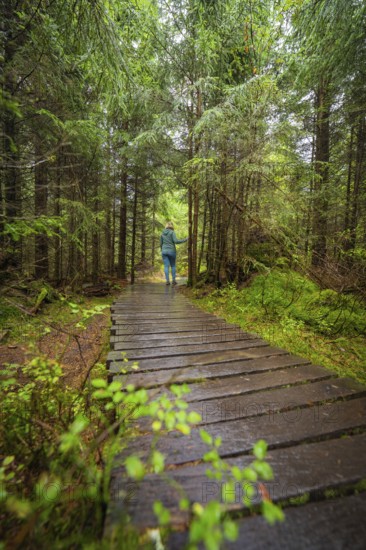 A person on a wooden forest path amidst dense, green trees, Lotharpfad, Black Forest, Germany