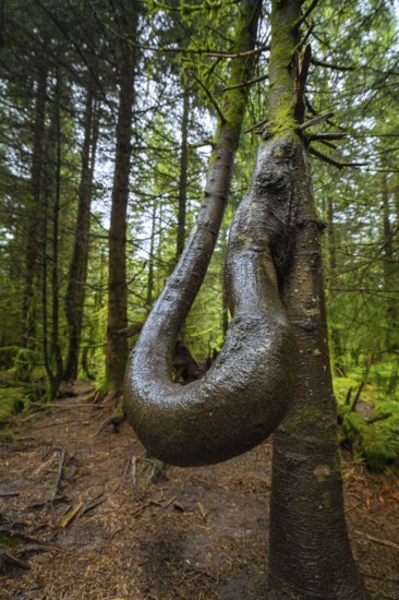 A tree with an unusual twisted shape stands in a green forest, Lotharpfad, Black Forest, Germany