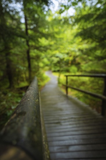 A blurred wooden path with handrail leads through a quiet forest full of green leaves, Lotharpfad, Black Forest, Germany