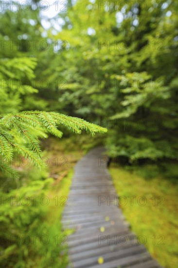 A close-up of pine needles with a blurred forest path in the background, Lotharpfad, Black Forest, Germany