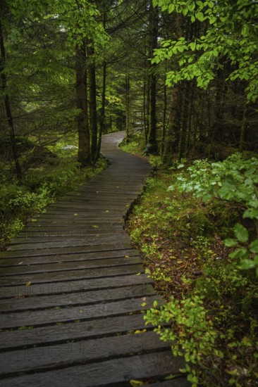 A wooden path leads through a dense, green forest, lined with earth and leaves, Lotharpfad, Black Forest, Germany