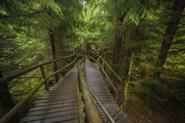 A winding footbridge with wooden railings winds its way through a mysterious forest, Lotharpfad, Black Forest, Germany