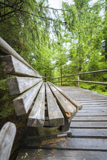 A wooden bench stands on a footbridge in the middle of a dense, green fir forest, Lotharpfad, Black Forest, Germany