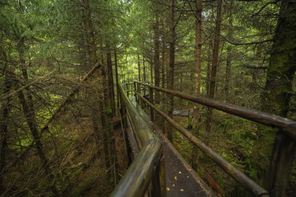 A narrow wooden path with railings leads through the dense forest, Lotharpfad, Black Forest, Germany