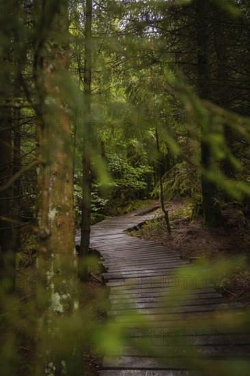 A narrow wooden path leads through a dense, green forest, Lotharpfad, Black Forest, Germany