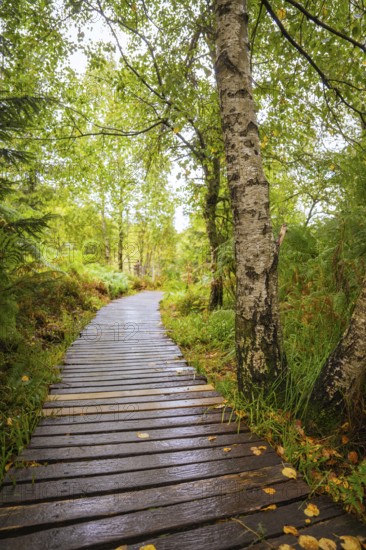 A wooden path leads through a green forest with birch trees and dense foliage, Lotharpfad, Black Forest, Germany
