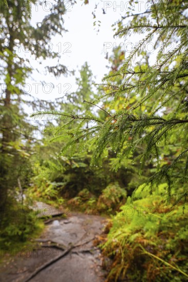 A quiet forest path surrounded by green trees and damp branches, Lotharpfad, Black Forest, Germany