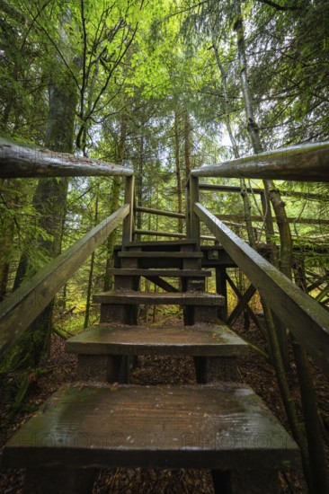Wooden staircase leads through a dense and mysterious forest, Lotharpfad, Black Forest, Germany