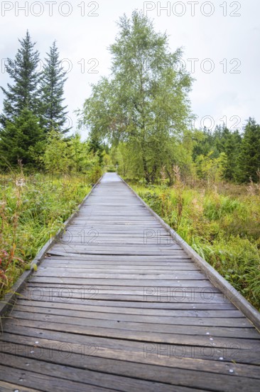 A straight wooden walkway leads through an open landscape with trees in the background, Lotharpfad, Black Forest, Germany