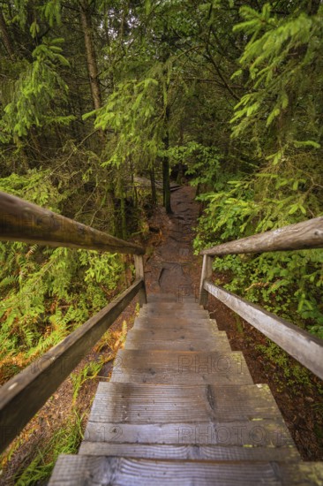 Wooden staircase leads down into a dense, green forest full of vegetation, Lotharpfad, Black Forest, Germany