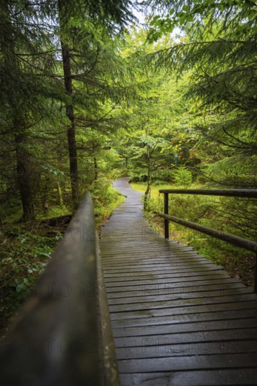 A winding wooden walkway leads quietly through a dense, green fir forest, Lotharpfad, Black Forest, Germany