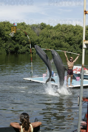 Dolphin, Bottlenose dolphin (Tursiops truncatus), 2 animals performing tricks, Cuba, Caribbean, Central America