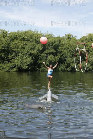 Dolphin, Bottlenose dolphin (Tursiops truncatus), performing tricks, Cuba, Caribbean, Central America