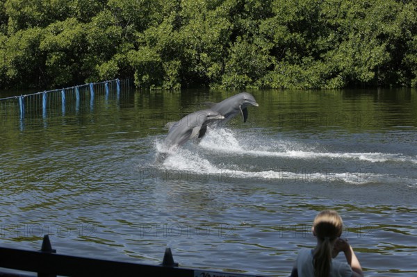 Dolphin, Bottlenose dolphin (Tursiops truncatus), 2 animals performing tricks, Cuba, Caribbean, Central America