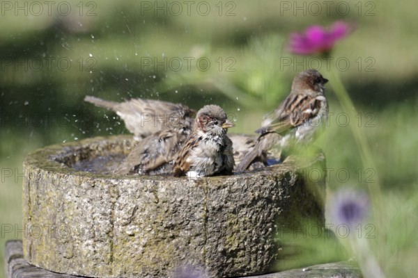 House sparrow (Passer domesticus), male, bird bath, bathing, water droplets, summer, many, cute, plumage care, Germany, The sparrows use the bird bath to bathe in the garden. The water splashes out and the water droplets fly through the air